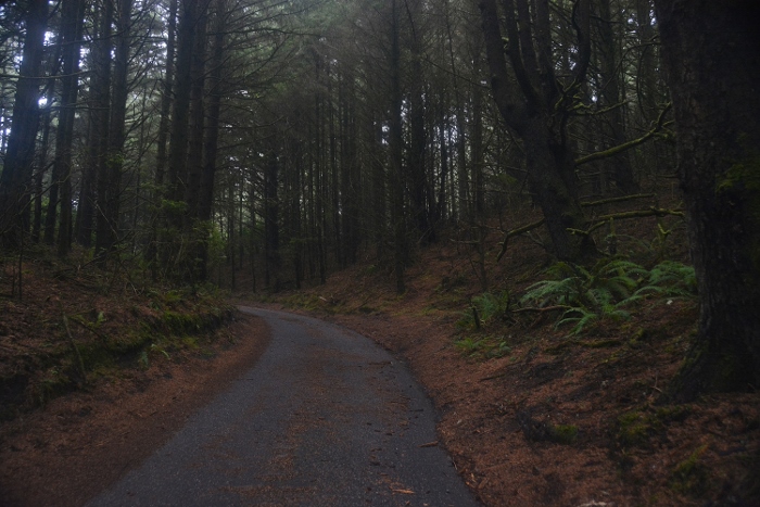 road darkened by trees 